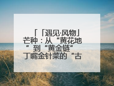「遇见·风物」芒种：从“黄花地”到“黄金链” 丁嘴金针菜的“古法”经