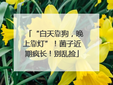“白天靠狗，晚上靠灯”！菌子近期疯长！别乱捡