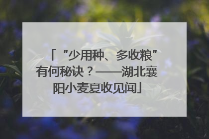 “少用种、多收粮”有何秘诀？——湖北襄阳小麦夏收见闻