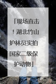 现场直击！湖北竹山护林员实拍国家二级保护动物