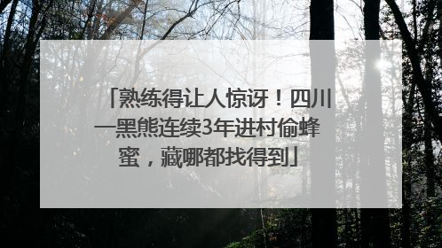 熟练得让人惊讶！四川一黑熊连续3年进村偷蜂蜜，藏哪都找得到
