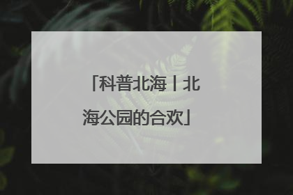 科普北海丨北海公园的合欢
