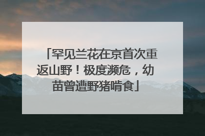 罕见兰花在京首次重返山野！极度濒危，幼苗曾遭野猪啃食