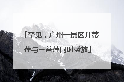 罕见，广州一景区并蒂莲与三蒂莲同时盛放