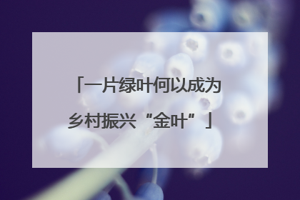 一片绿叶何以成为乡村振兴“金叶”