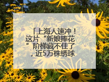 上海人速冲！这片“新娘捧花”阶梯藏不住了，近5万株绣球花如梦似幻