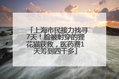 上海市民接力找寻7天！脸被射穿的狸花猫获救，医药费1天筹到四千多