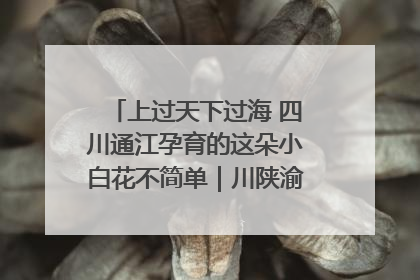 上过天下过海 四川通江孕育的这朵小白花不简单｜川陕渝网络名人巴中行