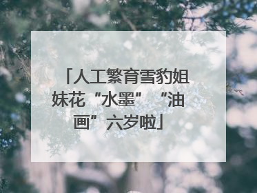 人工繁育雪豹姐妹花“水墨”“油画”六岁啦