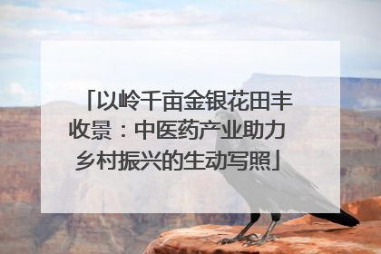 以岭千亩金银花田丰收景：中医药产业助力乡村振兴的生动写照