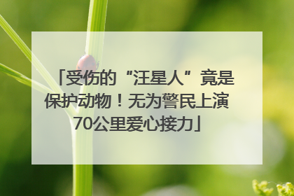 受伤的“汪星人”竟是保护动物！无为警民上演70公里爱心接力