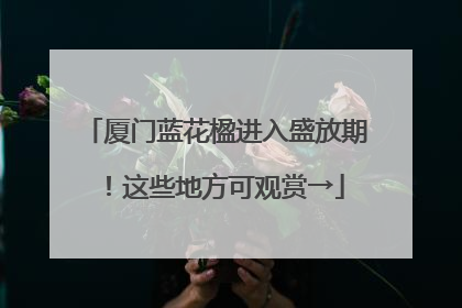 厦门蓝花楹进入盛放期！这些地方可观赏→