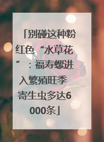 别碰这种粉红色“水草花”：福寿螺进入繁殖旺季 寄生虫多达6000条