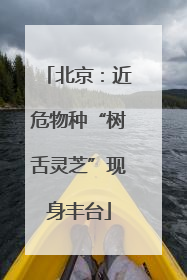 北京：近危物种“树舌灵芝”现身丰台