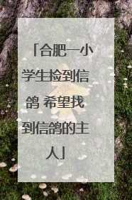 合肥一小学生捡到信鸽 希望找到信鸽的主人