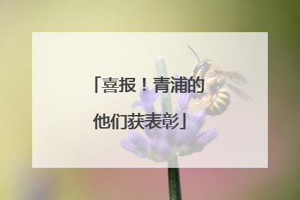 喜报！青浦的他们获表彰