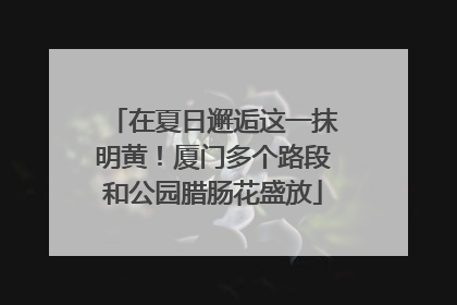 在夏日邂逅这一抹明黄！厦门多个路段和公园腊肠花盛放