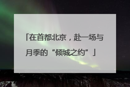 在首都北京，赴一场与月季的“倾城之约”