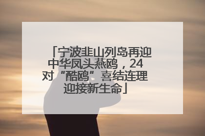 宁波韭山列岛再迎中华凤头燕鸥，24对“酷鸥”喜结连理迎接新生命