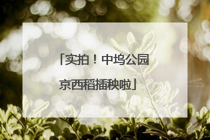 实拍！中坞公园京西稻插秧啦