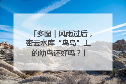 多图｜风雨过后，密云水库“鸟岛”上的幼鸟还好吗？