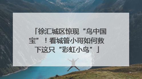 徐汇城区惊现“鸟中国宝”！看城管小哥如何救下这只“彩虹小鸟”