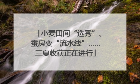小麦田间“选秀”、蚕房变“流水线”……三夏收获正在进行