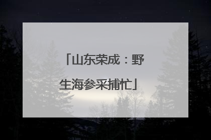山东荣成：野生海参采捕忙