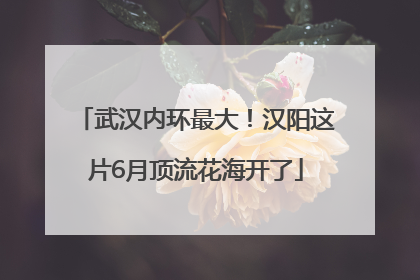 武汉内环最大！汉阳这片6月顶流花海开了