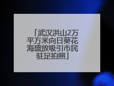 武汉洪山2万平方米向日葵花海盛放吸引市民驻足拍照