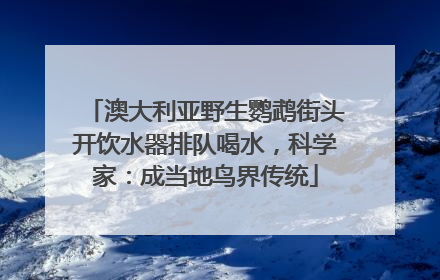 澳大利亚野生鹦鹉街头开饮水器排队喝水，科学家：成当地鸟界传统