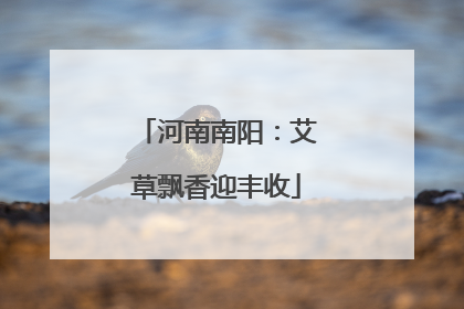 河南南阳：艾草飘香迎丰收