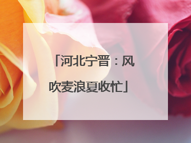 河北宁晋：风吹麦浪夏收忙