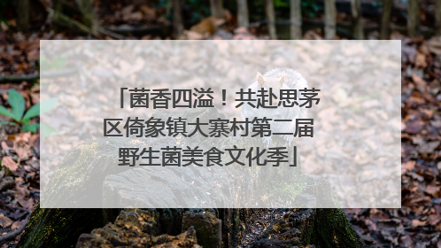 菌香四溢！共赴思茅区倚象镇大寨村第二届野生菌美食文化季
