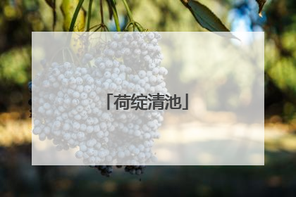 荷绽清池