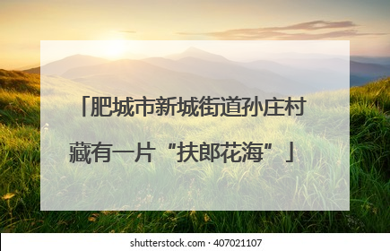 肥城市新城街道孙庄村藏有一片“扶郎花海”