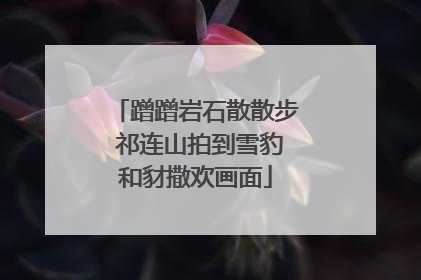 蹭蹭岩石散散步 祁连山拍到雪豹和豺撒欢画面