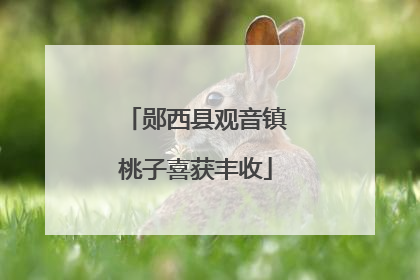 郧西县观音镇桃子喜获丰收