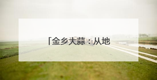 金乡大蒜：从地头到全球“链出”全产业之路