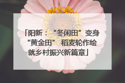 阳新：“冬闲田”变身“黄金田” 稻麦轮作绘就乡村振兴新篇章