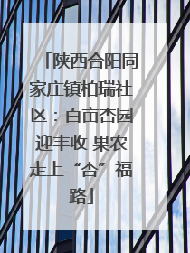 陕西合阳同家庄镇柏瑞社区：百亩杏园迎丰收 果农走上“杏”福路