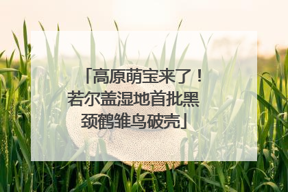 高原萌宝来了！若尔盖湿地首批黑颈鹤雏鸟破壳