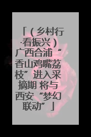 （乡村行·看振兴）广西合浦“香山鸡嘴荔枝”进入采摘期 将与西安“梦幻联动”