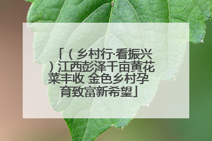 （乡村行·看振兴）江西彭泽千亩黄花菜丰收 金色乡村孕育致富新希望