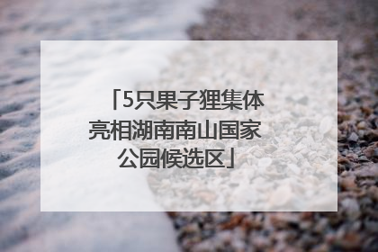 5只果子狸集体亮相湖南南山国家公园候选区